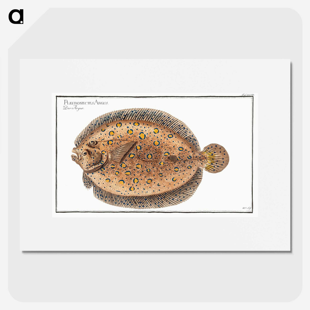 2-2_Ichtyologie-ou-Histoire-naturelle_picture