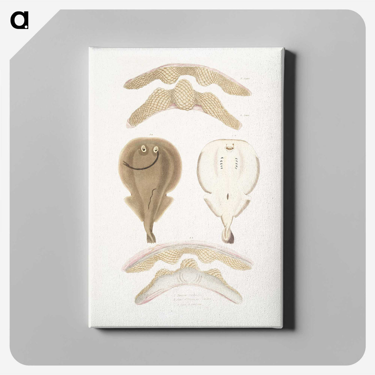 2-2_Indian-Zoology_canvas