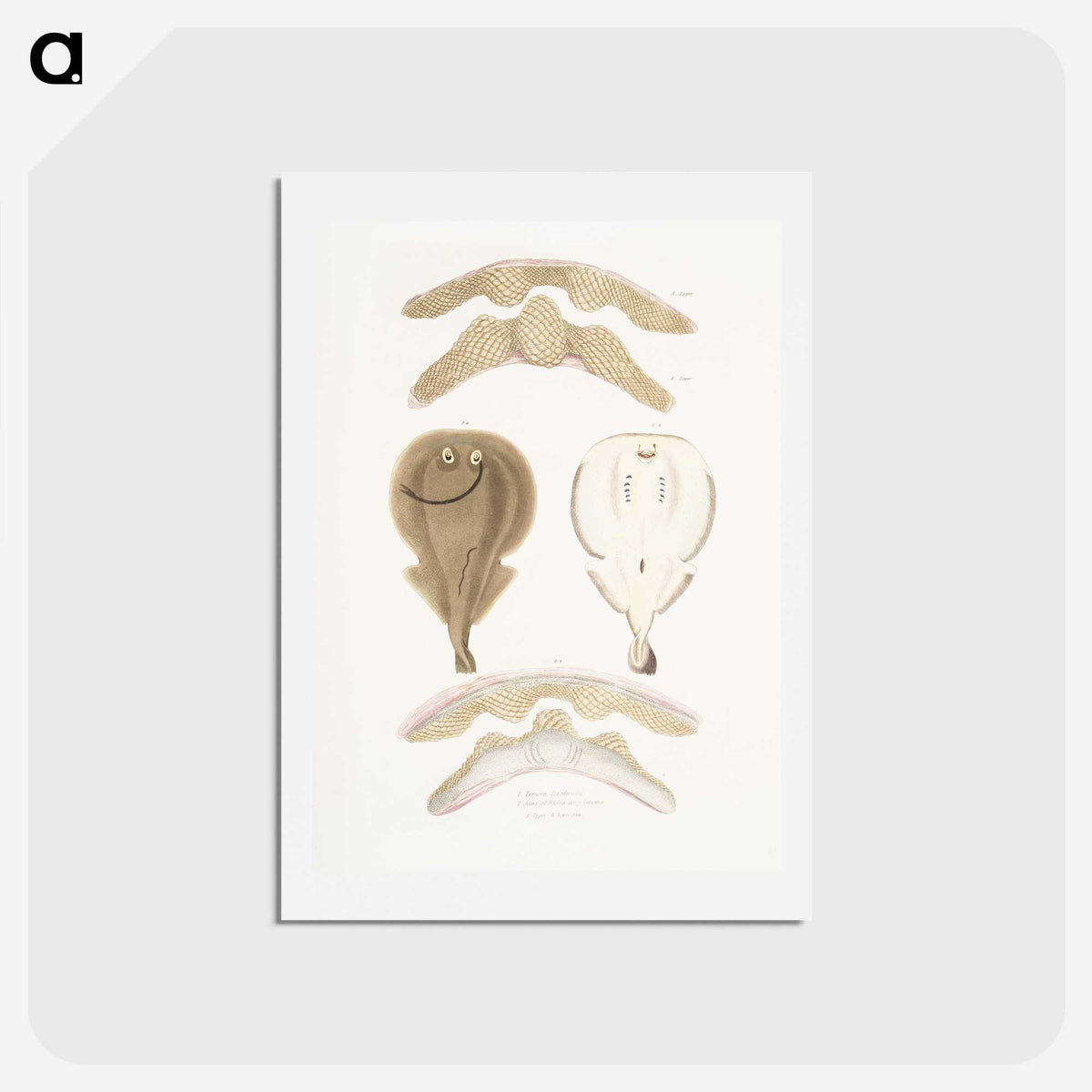 2-2_Indian-Zoology_hagaki