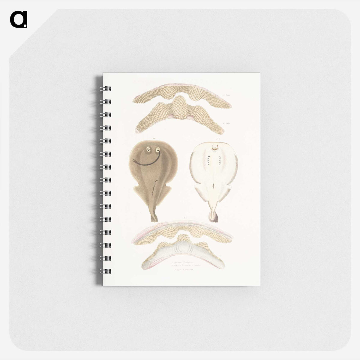 2-2_Indian-Zoology_memo