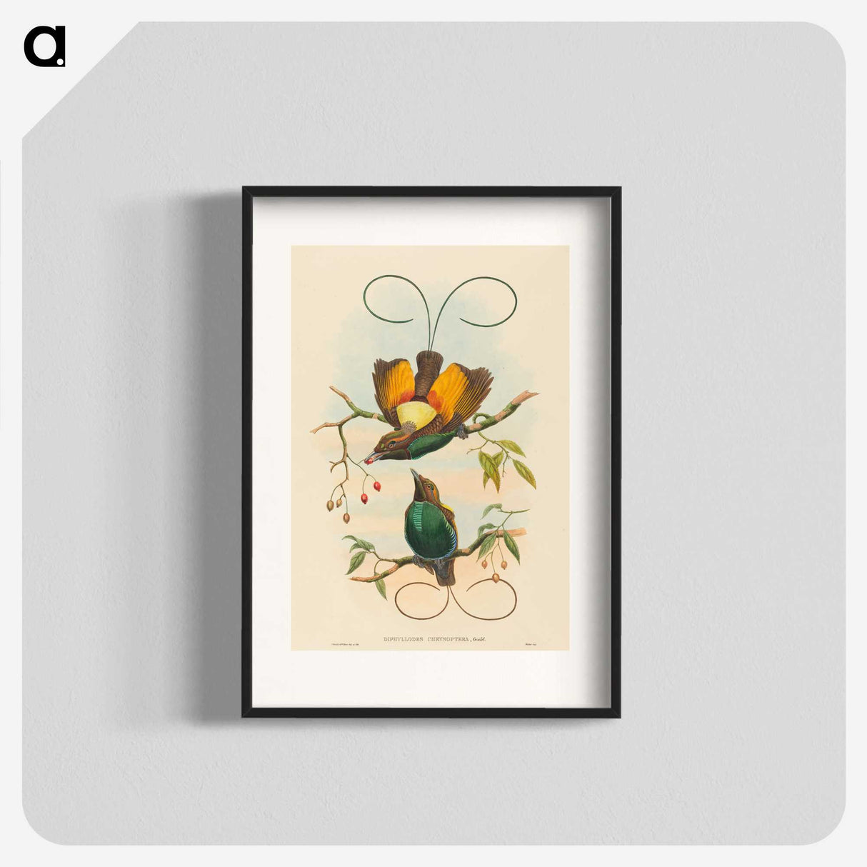 2-2_John-Gould_blk