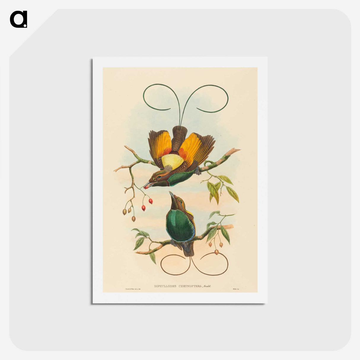2-2_John-Gould_hagaki