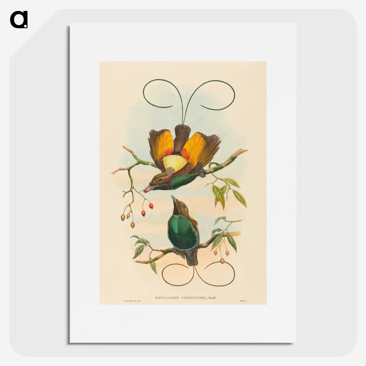 2-2_John-Gould_picture