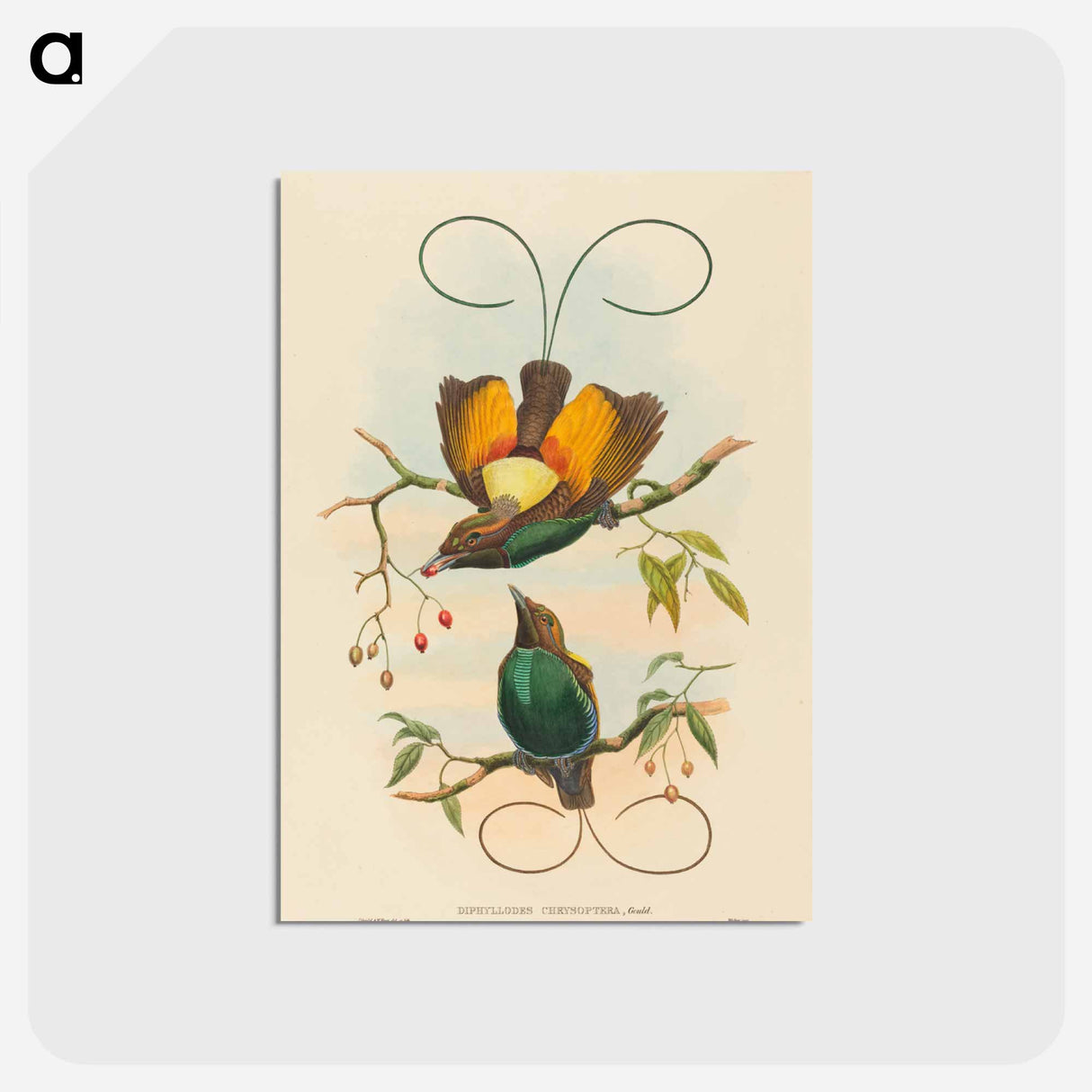 アートポストカード-Magnificent Bird of Paradise
- ジョン グールド Postcard.