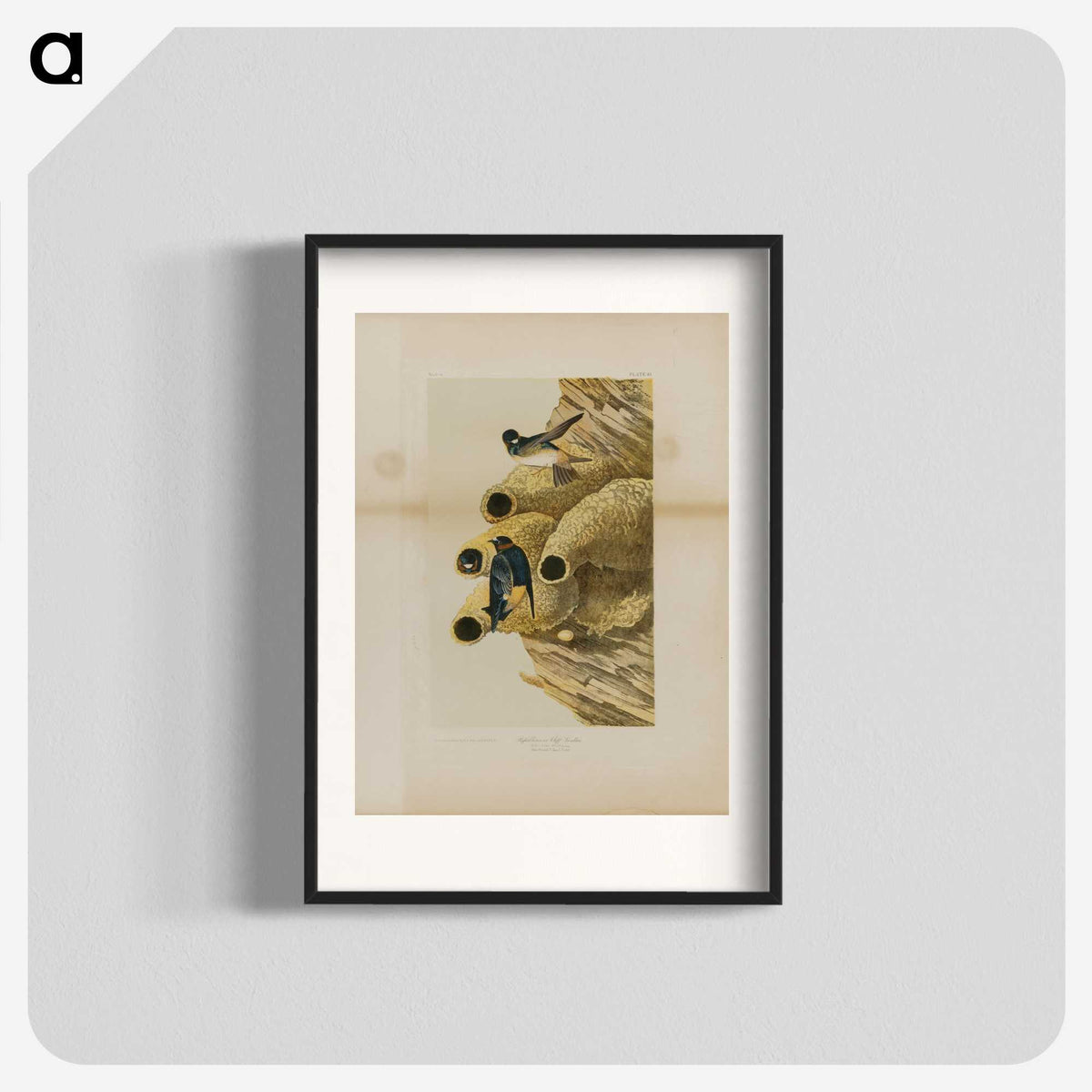 2-2_John-James-Audubon_blk