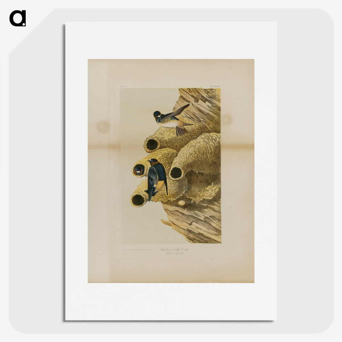 2-2_John-James-Audubon_picture