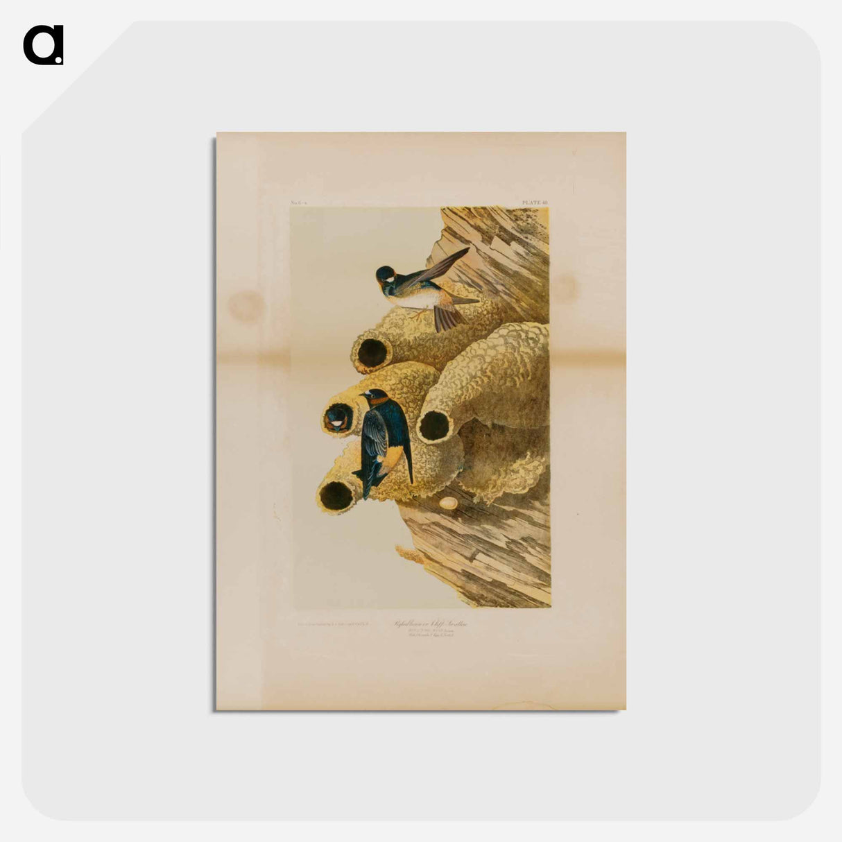 Cliff Swallows
- ジョン ジェームス オーデュボン Postcard.