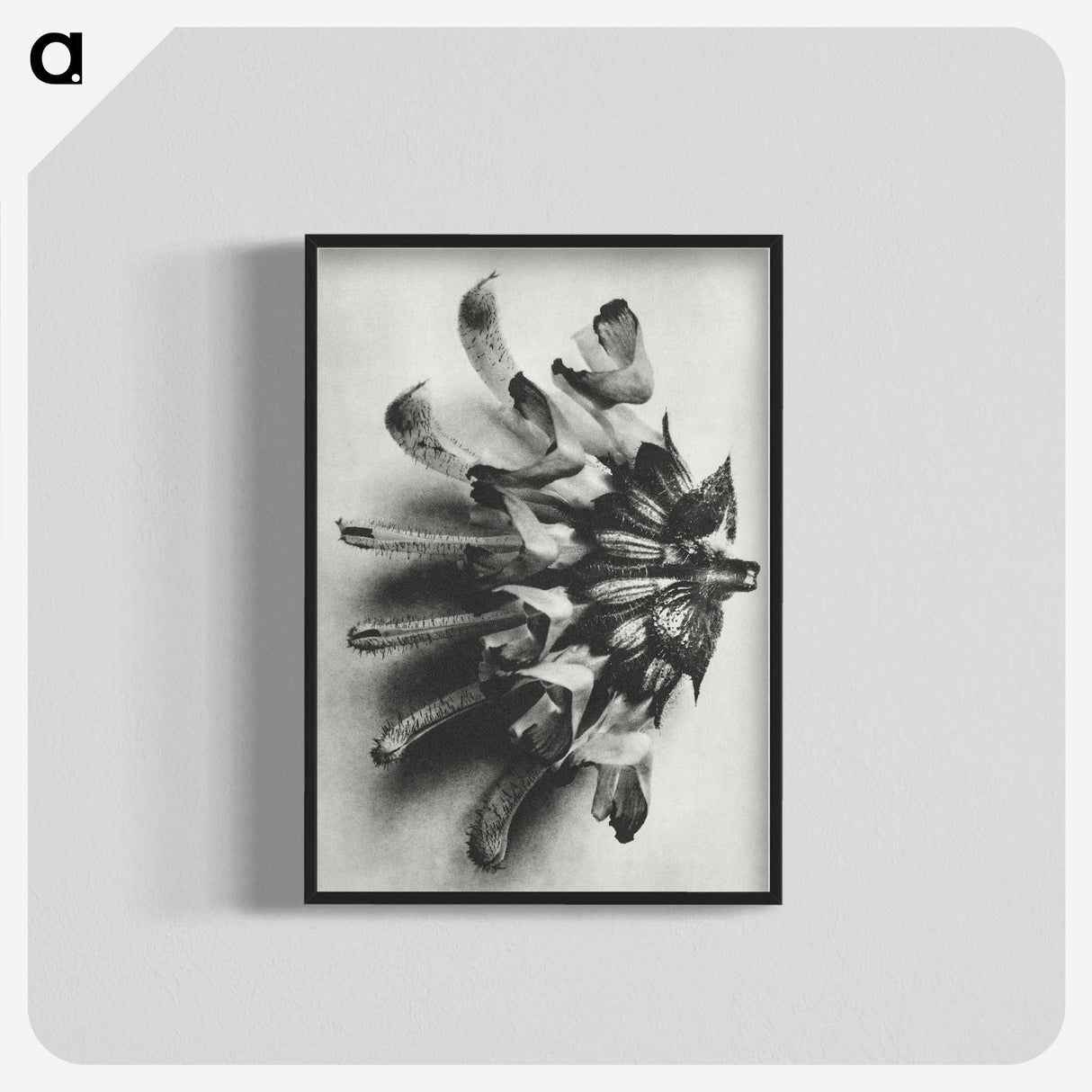 2-2_Karl-Blossfeldt_blk-crop
