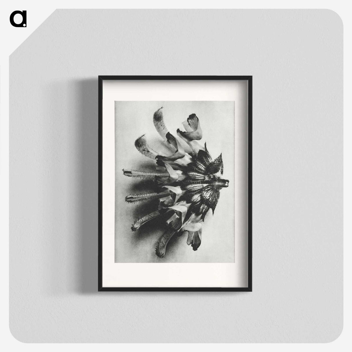 2-2_Karl-Blossfeldt_blk