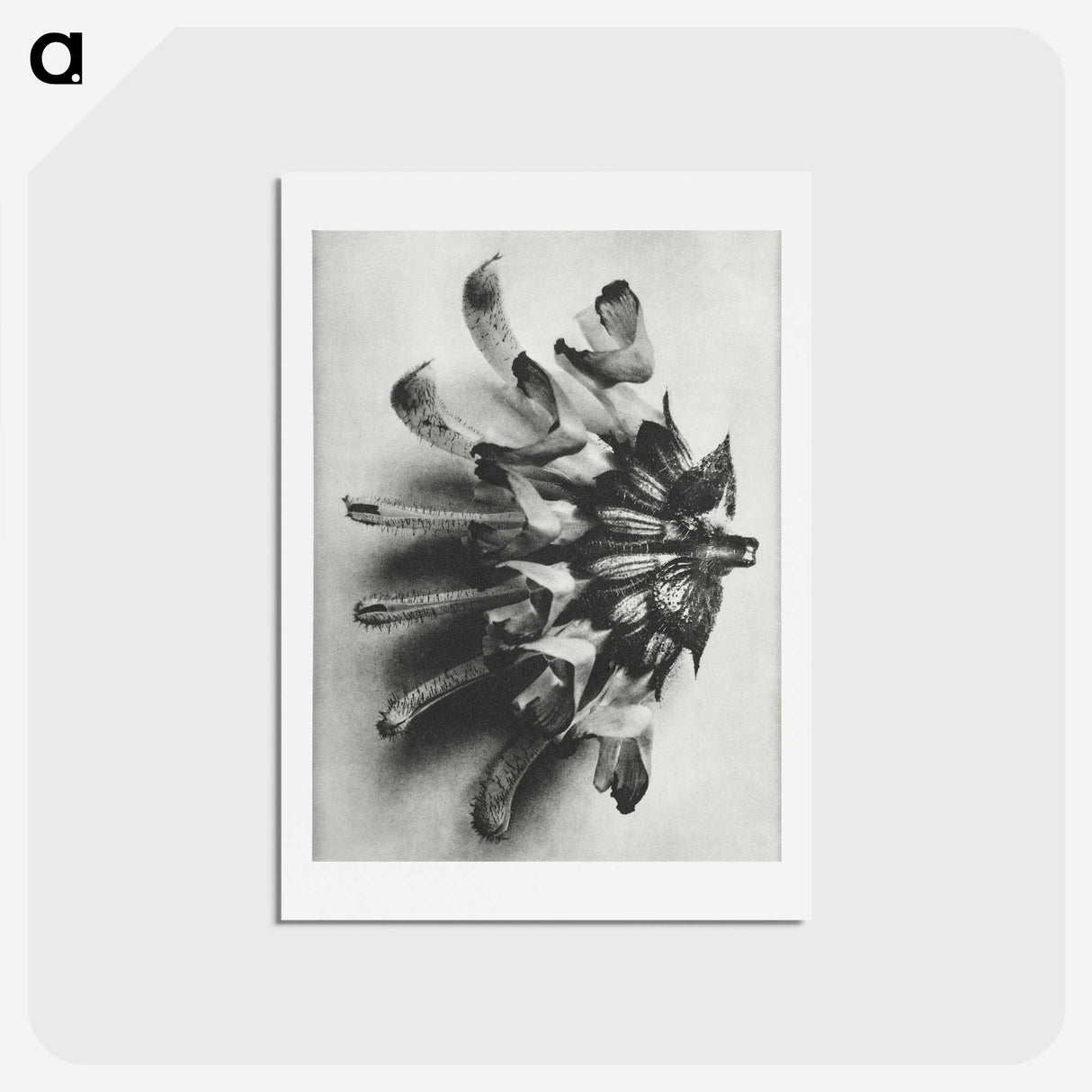 2-2_Karl-Blossfeldt_hagaki