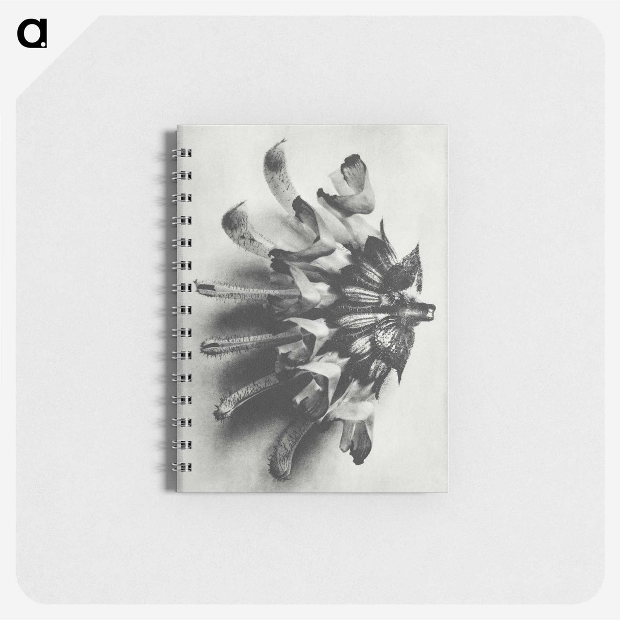 2-2_Karl-Blossfeldt_memo