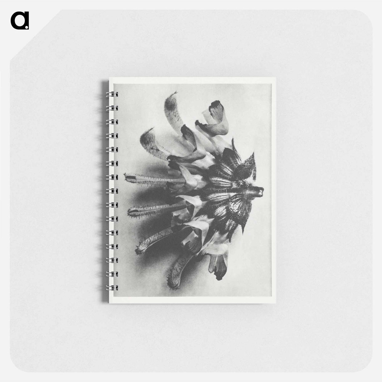 Salvia argentea - カール ブロスフェルト Memo.