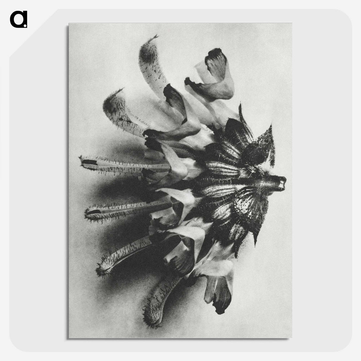 2-2_Karl-Blossfeldt_picture-crop