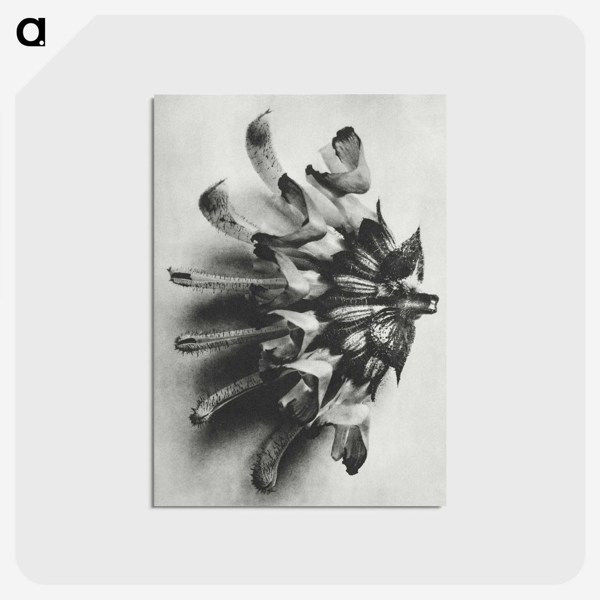 2-2_Karl-Blossfeldt_postcard