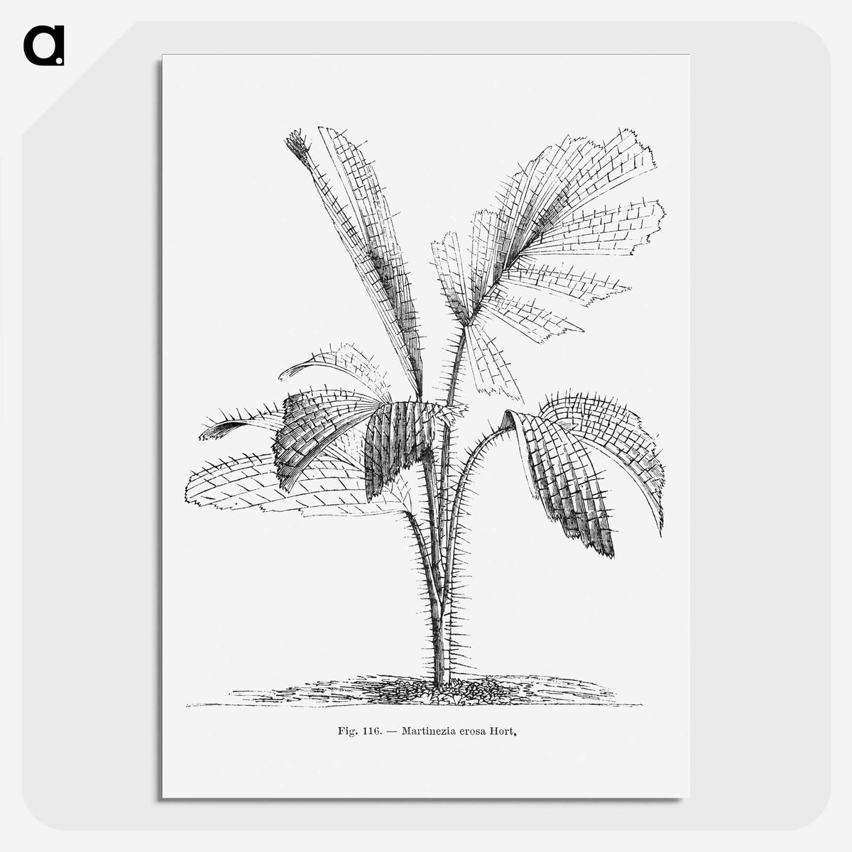 2-2_Les-Palmiers-Histoire-Iconographique_picture-crop
