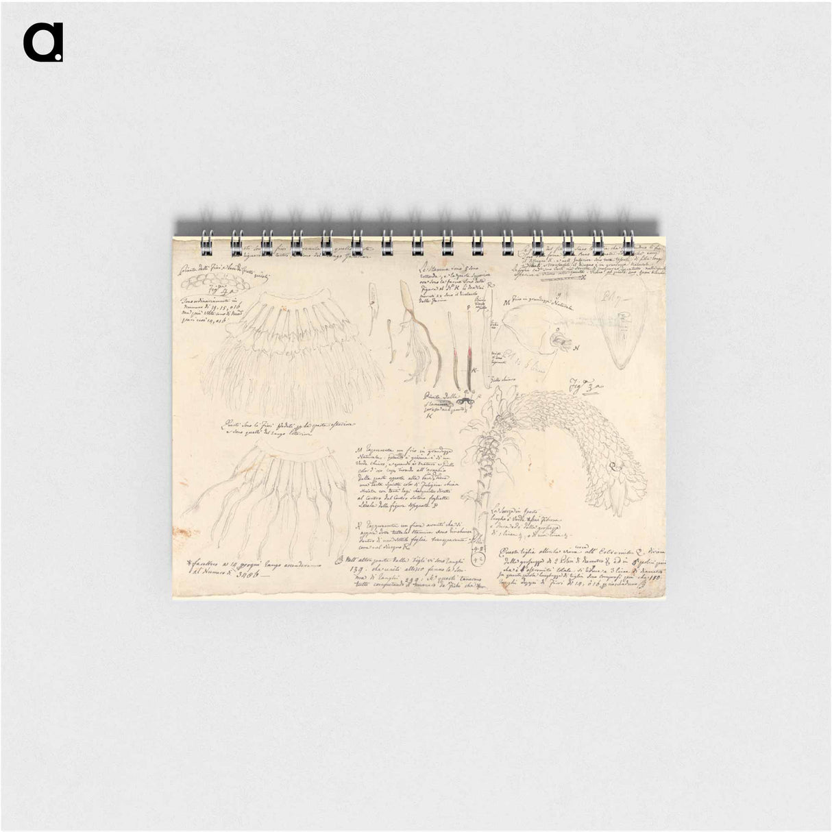Ensete ventricosum
- ルイージ バルガーニ Memo.