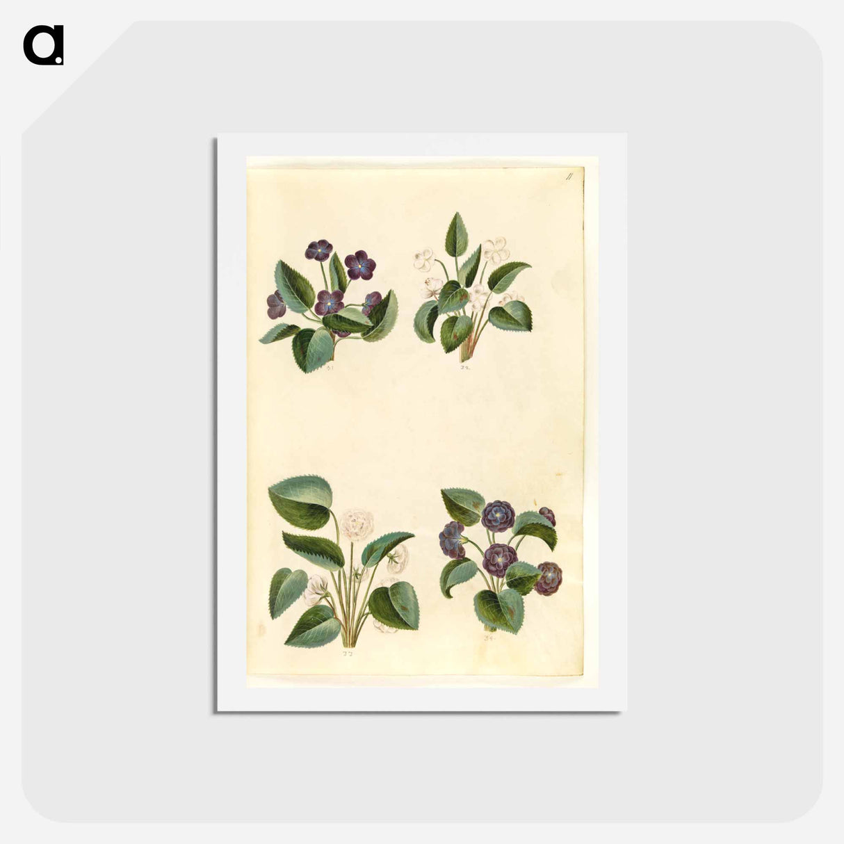 アートポストカード-Viola odorata
- マリア ジビーラ メーリアン Postcard.