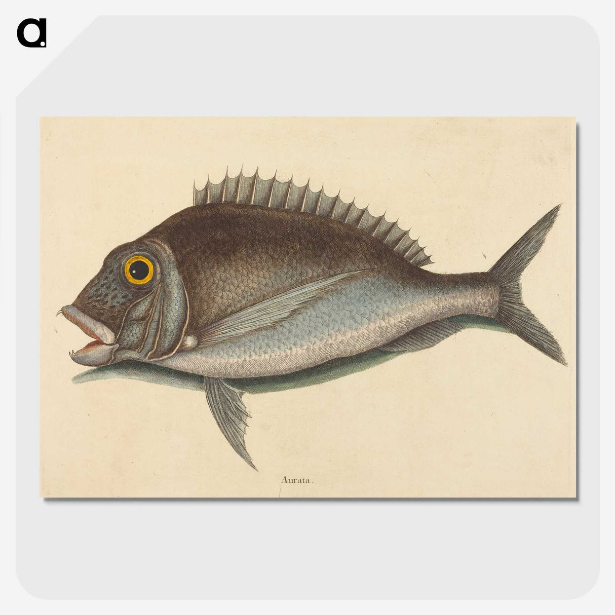 2-2_Mark-Catesby_picture-crop