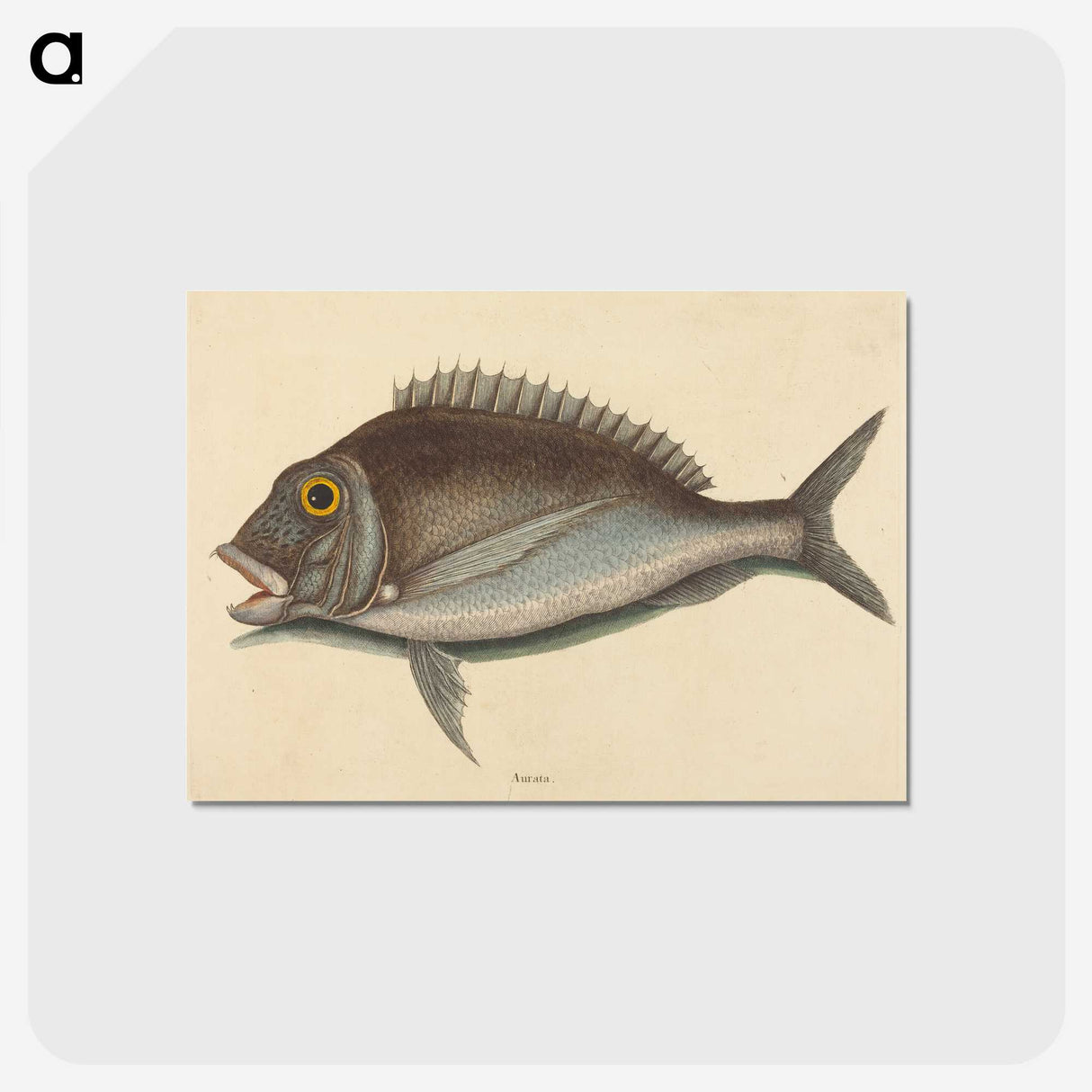2-2_Mark-Catesby_postcard