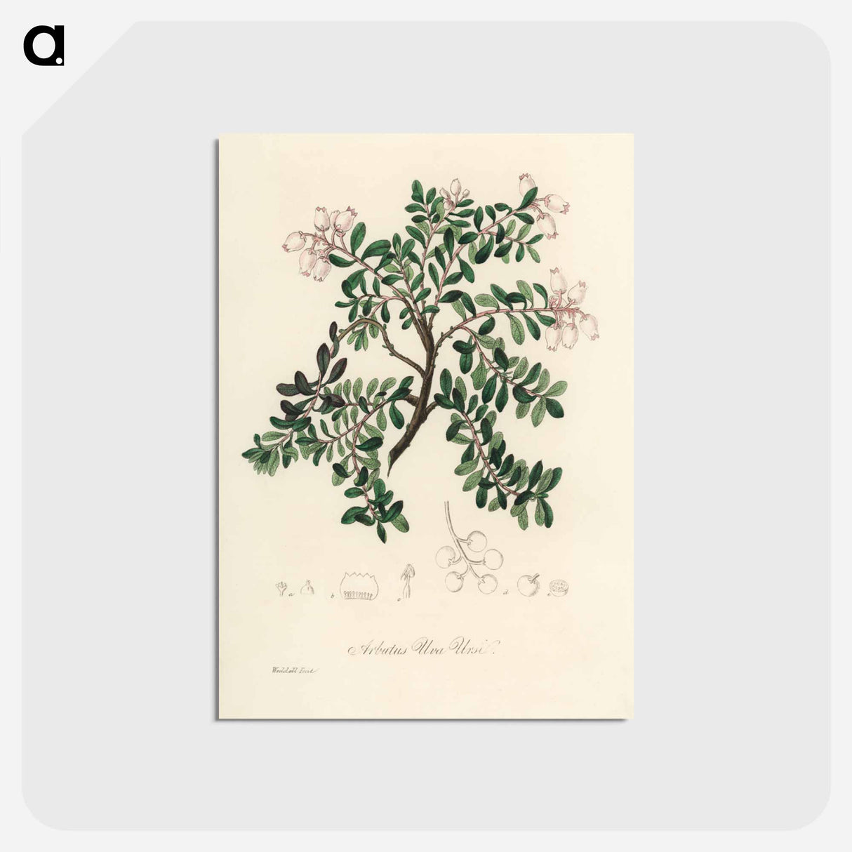 アートポストカード-Bearberry Illustration
- 薬用植物学 Postcard.