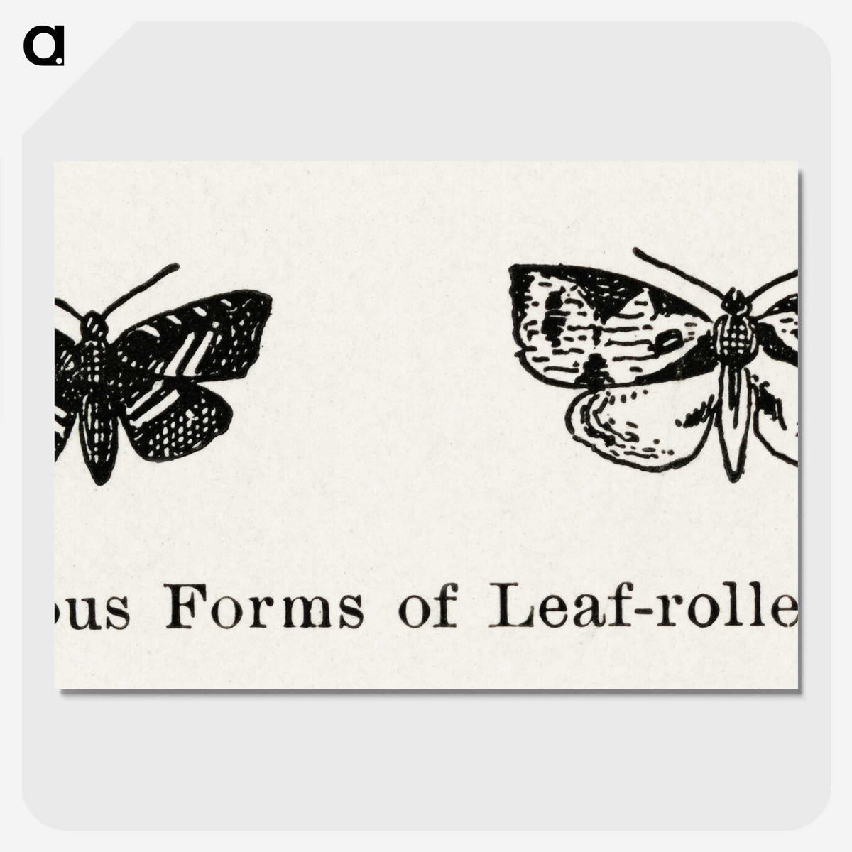2-2_Moths-and-Butterflies-of-the-United-States_picture-crop