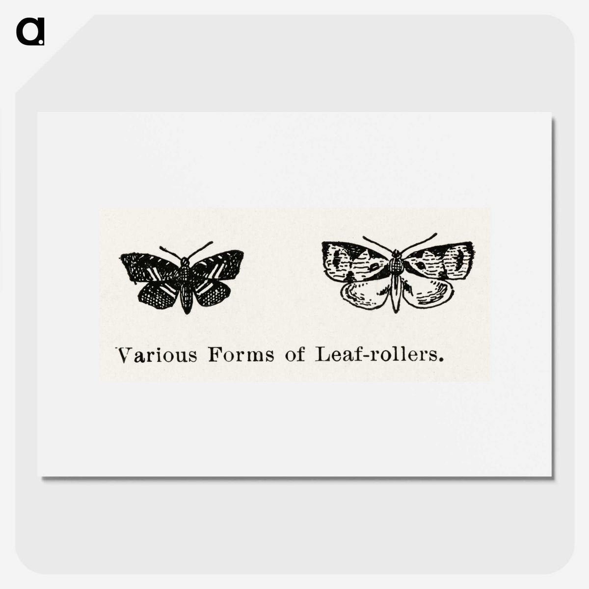 2-2_Moths-and-Butterflies-of-the-United-States_picture