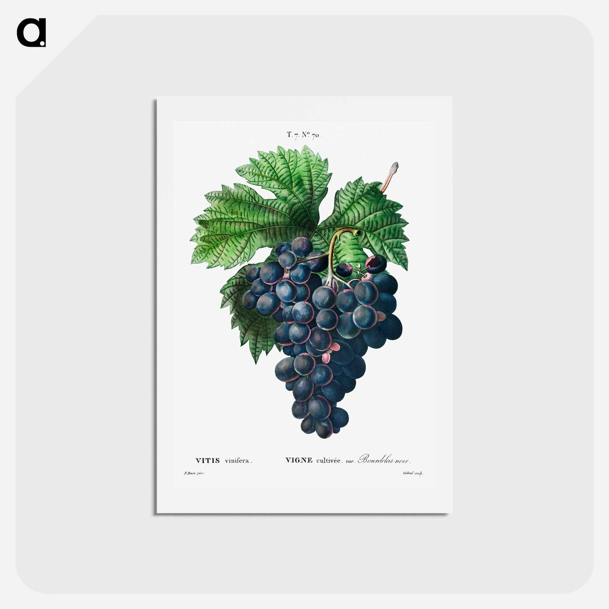 アートポストカード-Vitis vinifera (Bourdekas noir) - ピエール ジョゼフ ルドゥーテ Postcard.
