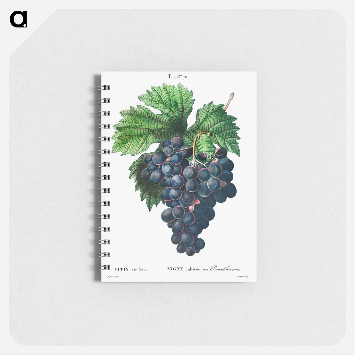 アートメモ帳-Vitis vinifera (Bourdekas noir) - ピエール ジョゼフ ルドゥーテ Memo.