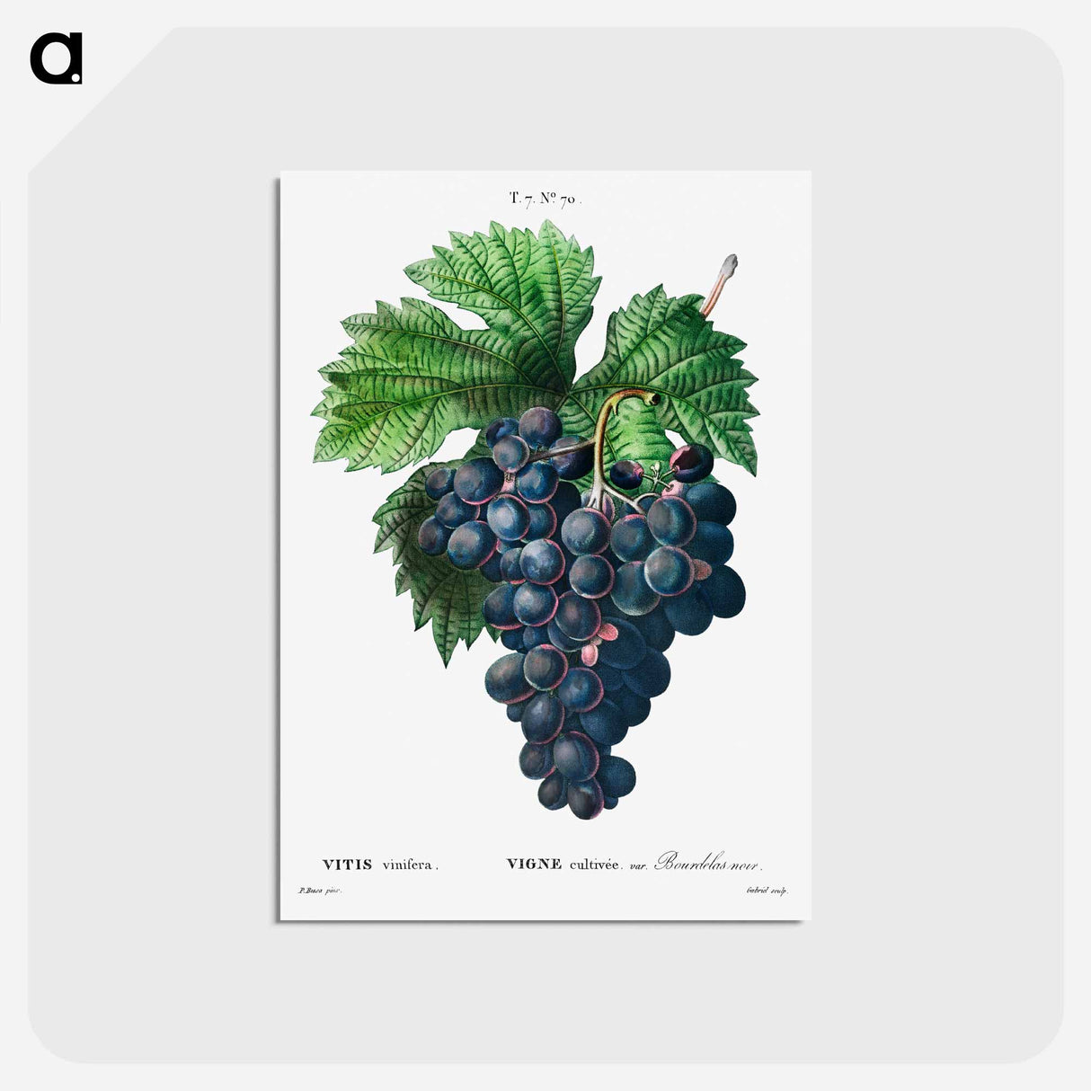 アートポストカード-Vitis vinifera (Bourdekas noir) - ピエール ジョゼフ ルドゥーテ Postcard.