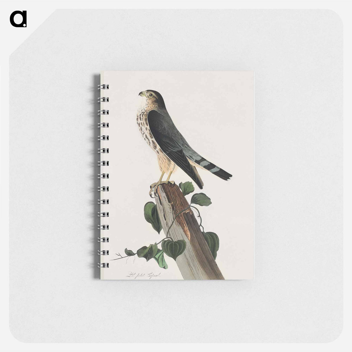 アートメモ帳-Le Petit Caporal from Birds of America
- アメリカの鳥たち Memo.