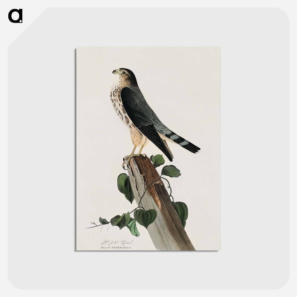 アートポストカード-Le Petit Caporal from Birds of America
- アメリカの鳥たち Postcard.