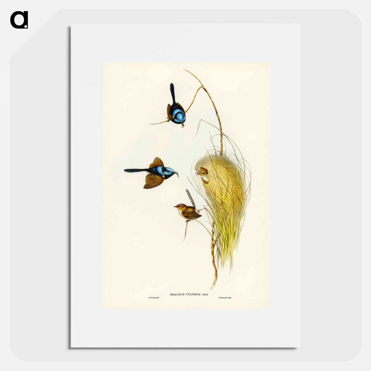 アートポスター-Blue Wren
- オーストラリアの鳥 Poster.