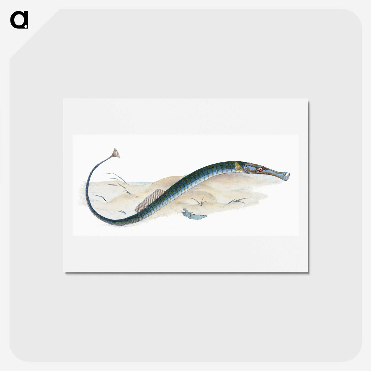 2-2_The-Natural-History-of-British-Fishes_hagaki