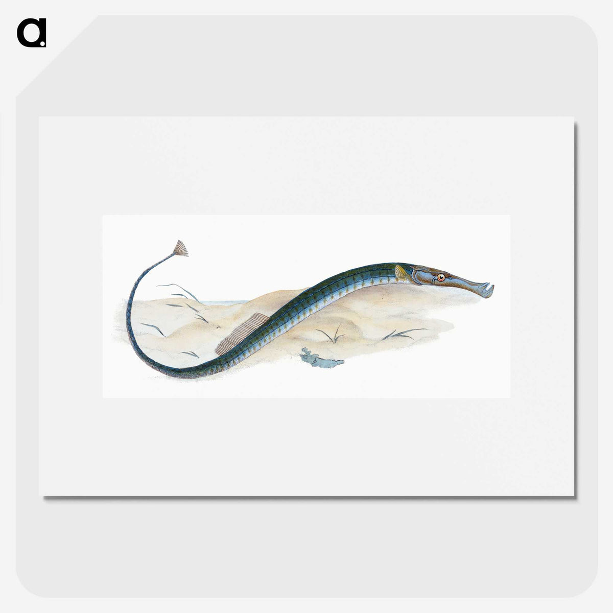 2-2_The-Natural-History-of-British-Fishes_picture