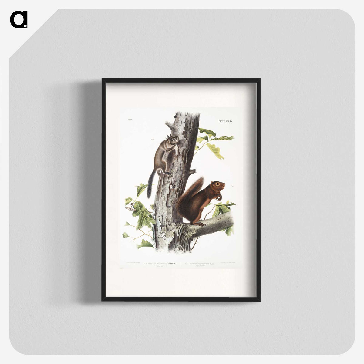 2-2_The-Viviparous-Quadrupeds_blk