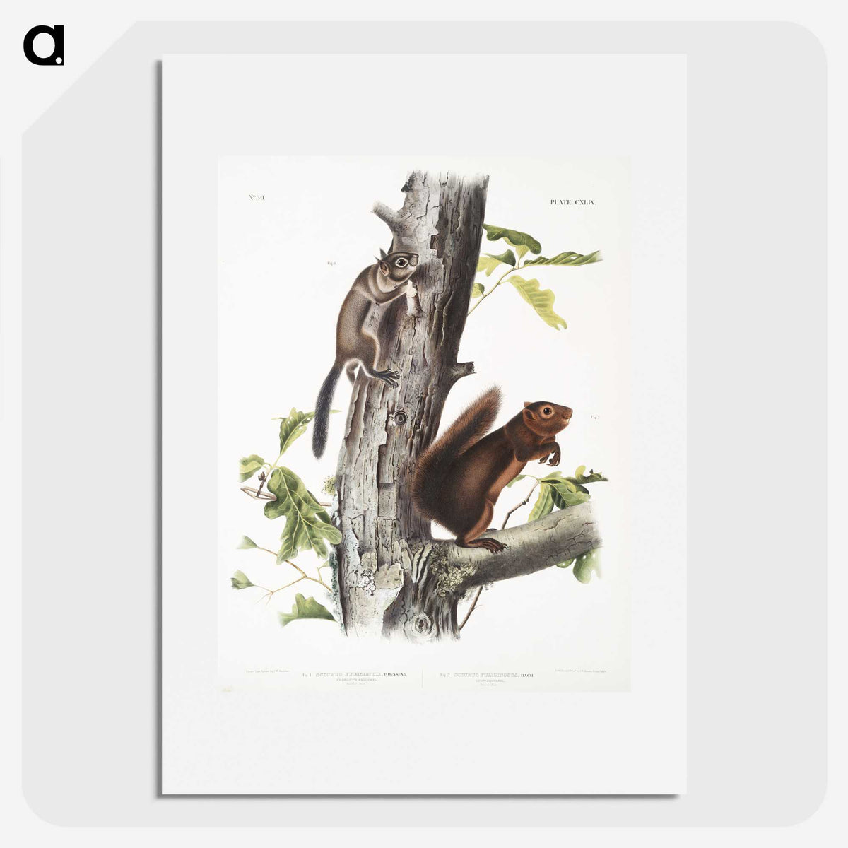 2-2_The-Viviparous-Quadrupeds_picture
