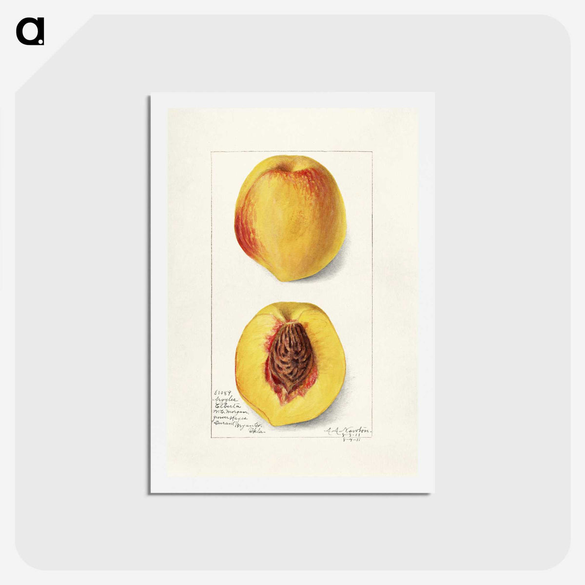 2-2_USDA-Watercolor-Fruit-Painting-Collection_hagaki