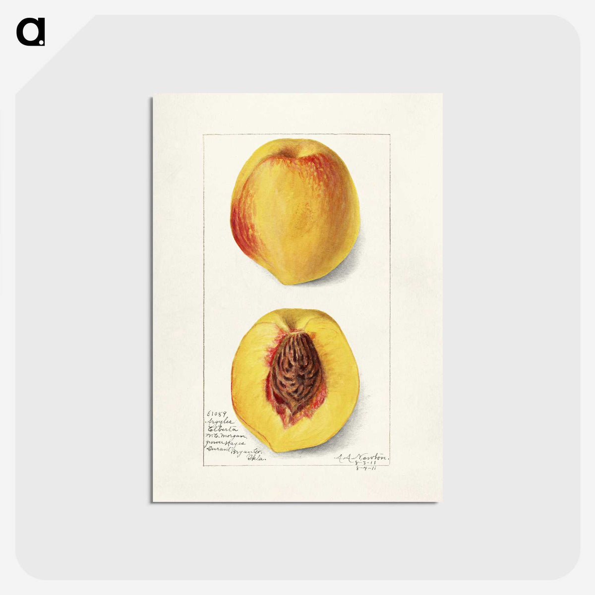 2-2_USDA-Watercolor-Fruit-Painting-Collection_postcard