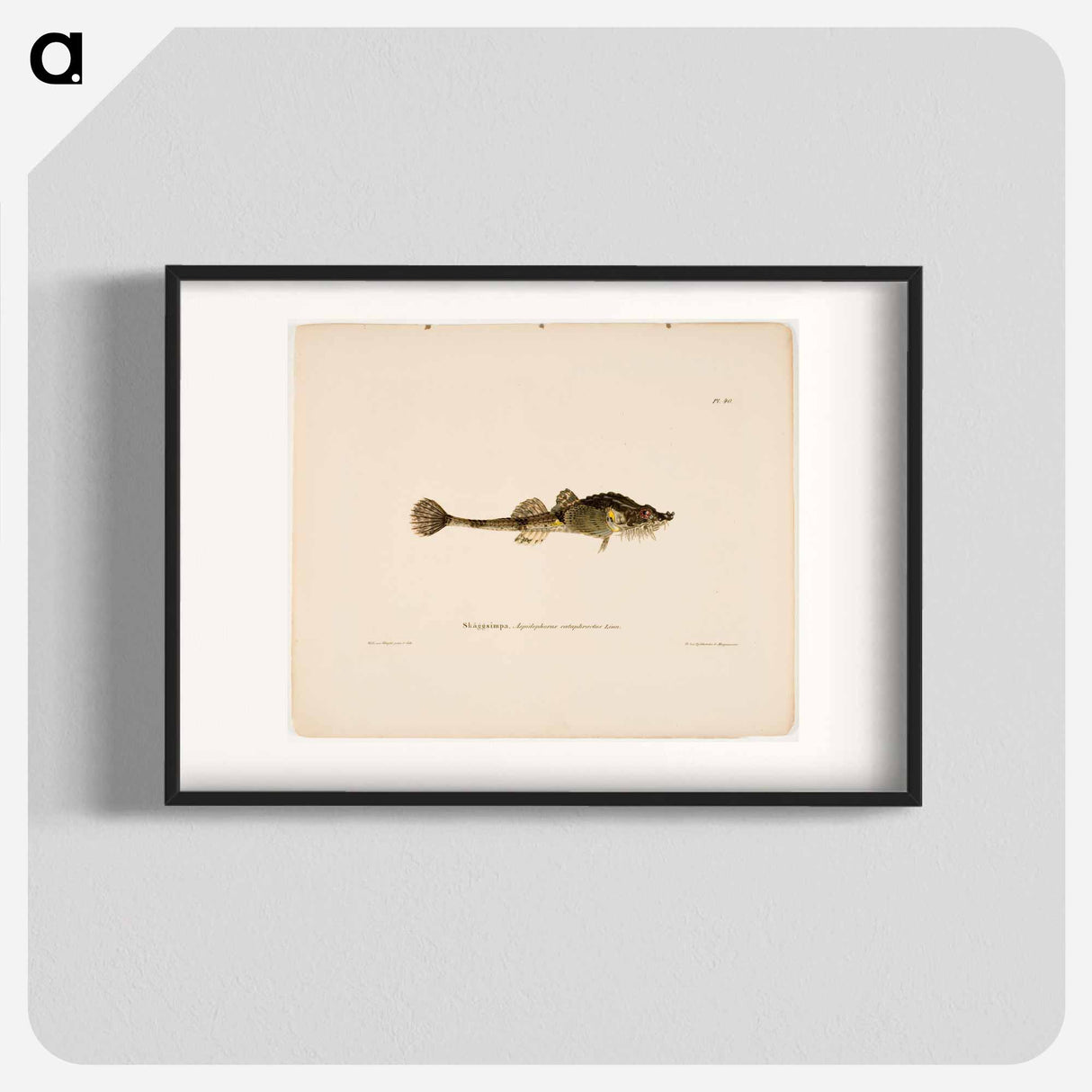 Hooknose - Wilhelm von Wright Poster.