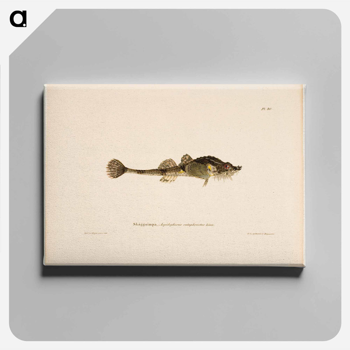 Hooknose - Wilhelm von Wright Canvas.