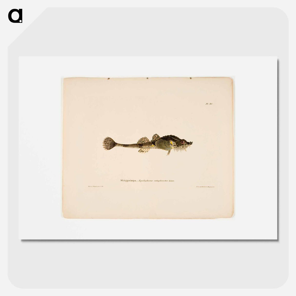 Hooknose - Wilhelm von Wright Poster.