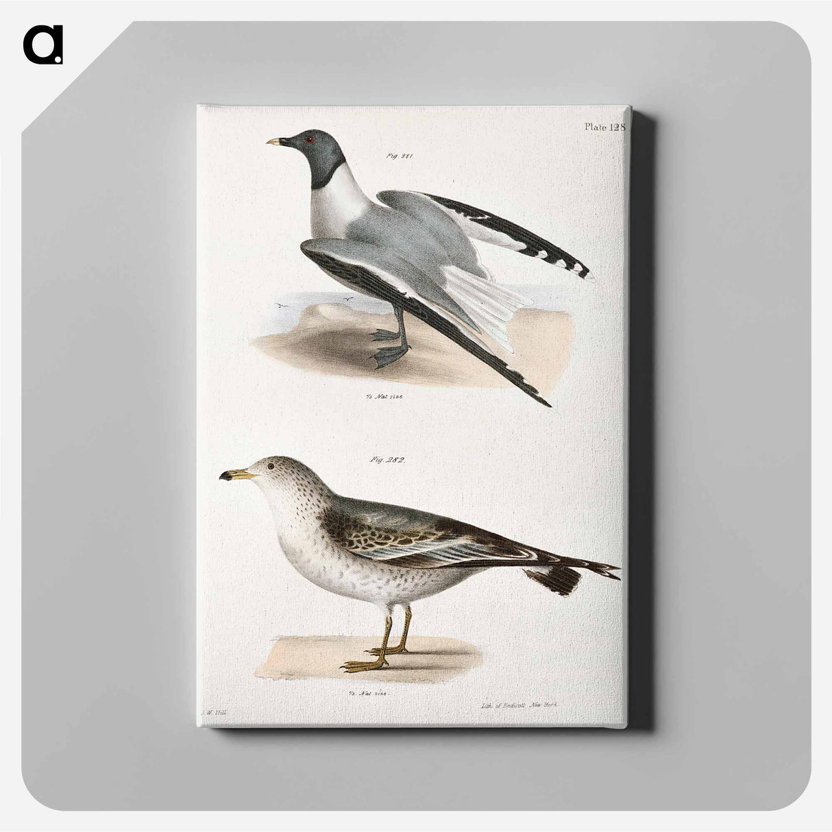Sabine's Gull (Larus Sabini) 282. American Gull (Larus zonorhyncus) illustration from Zoology of New York by - Zoology of New York Canvas.