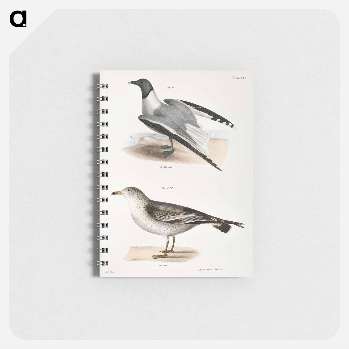 Sabine's Gull (Larus Sabini) 282. American Gull (Larus zonorhyncus) illustration from Zoology of New York by - ニューヨークの動物学 Memo.