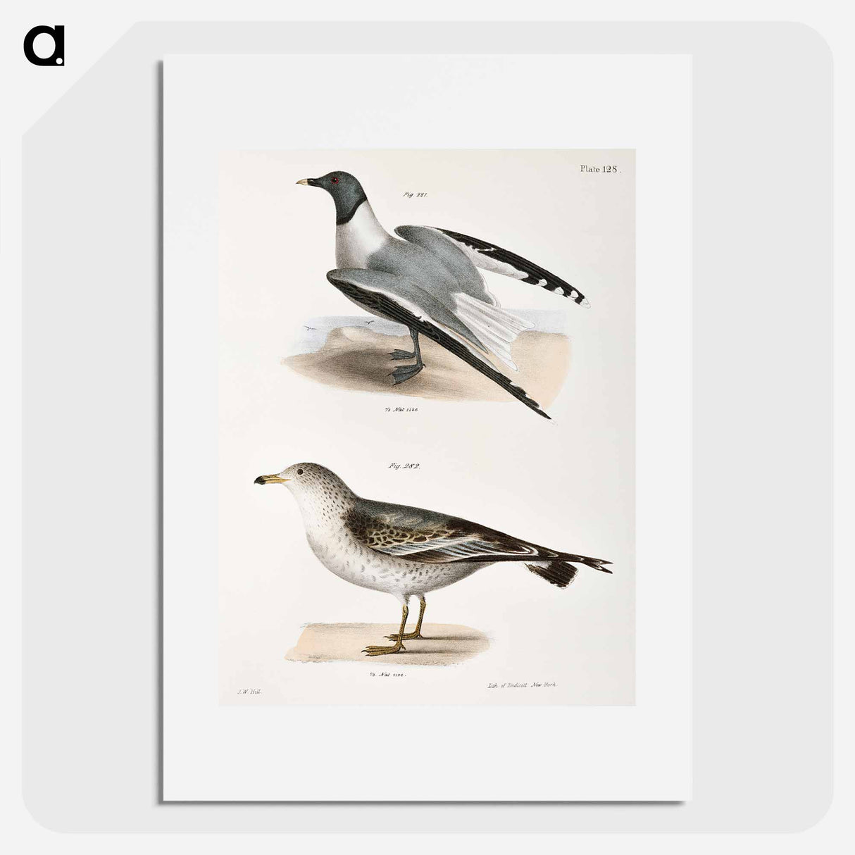 Sabine's Gull (Larus Sabini) 282. American Gull (Larus zonorhyncus) illustration from Zoology of New York by - ニューヨークの動物学 Poster.