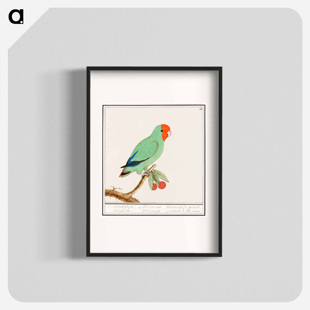Red-headed lovebird - アンセルムス ボエティウス デ ブート Poster.