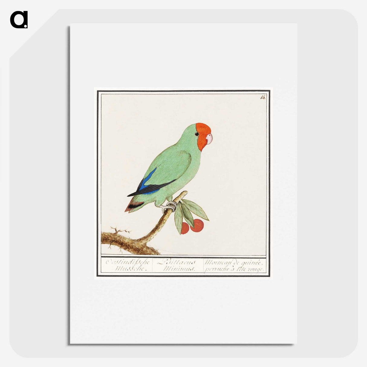 2-30_Anselmus-Boetius-de-Boodt_picture