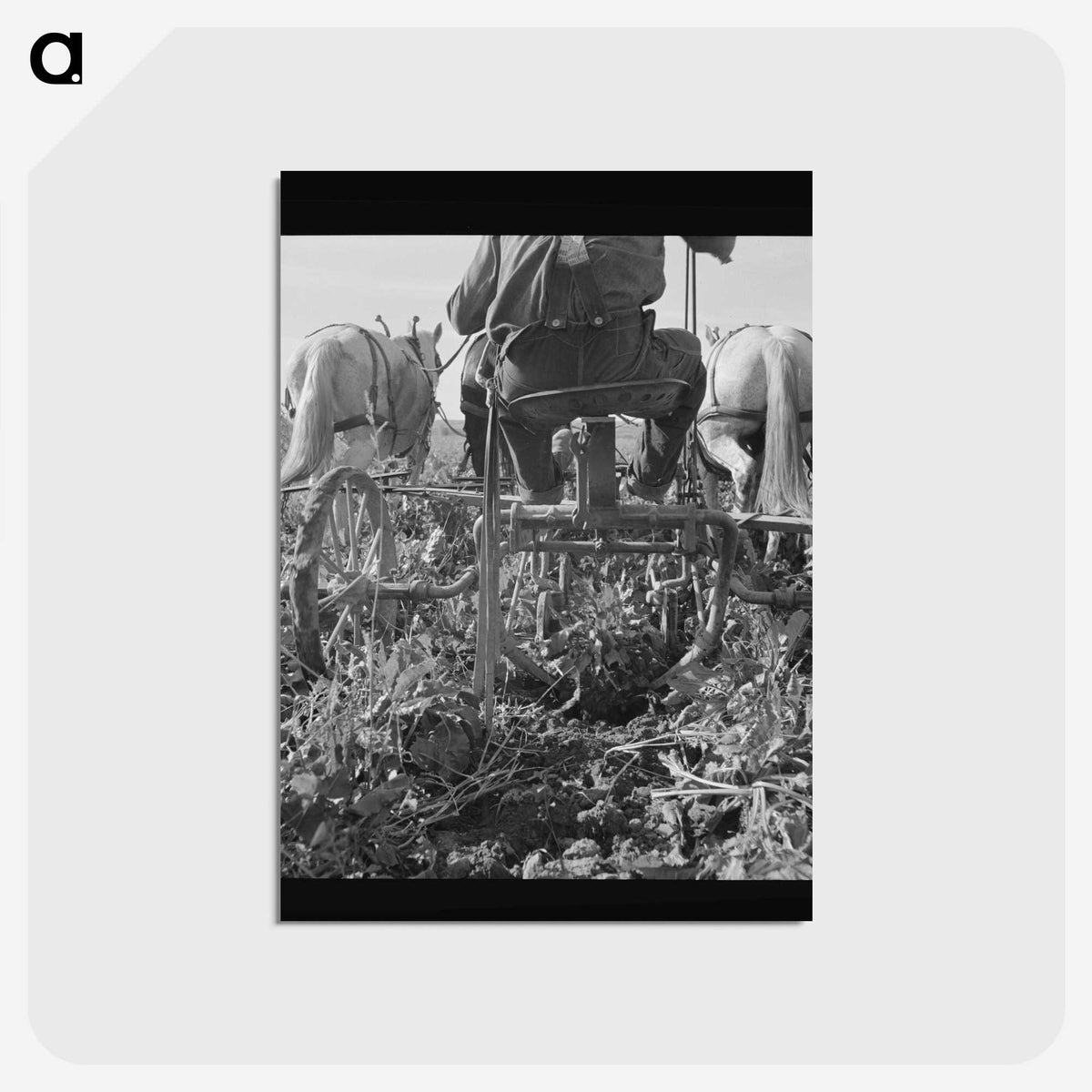 2-30_Dorothea-Lange_postcard
