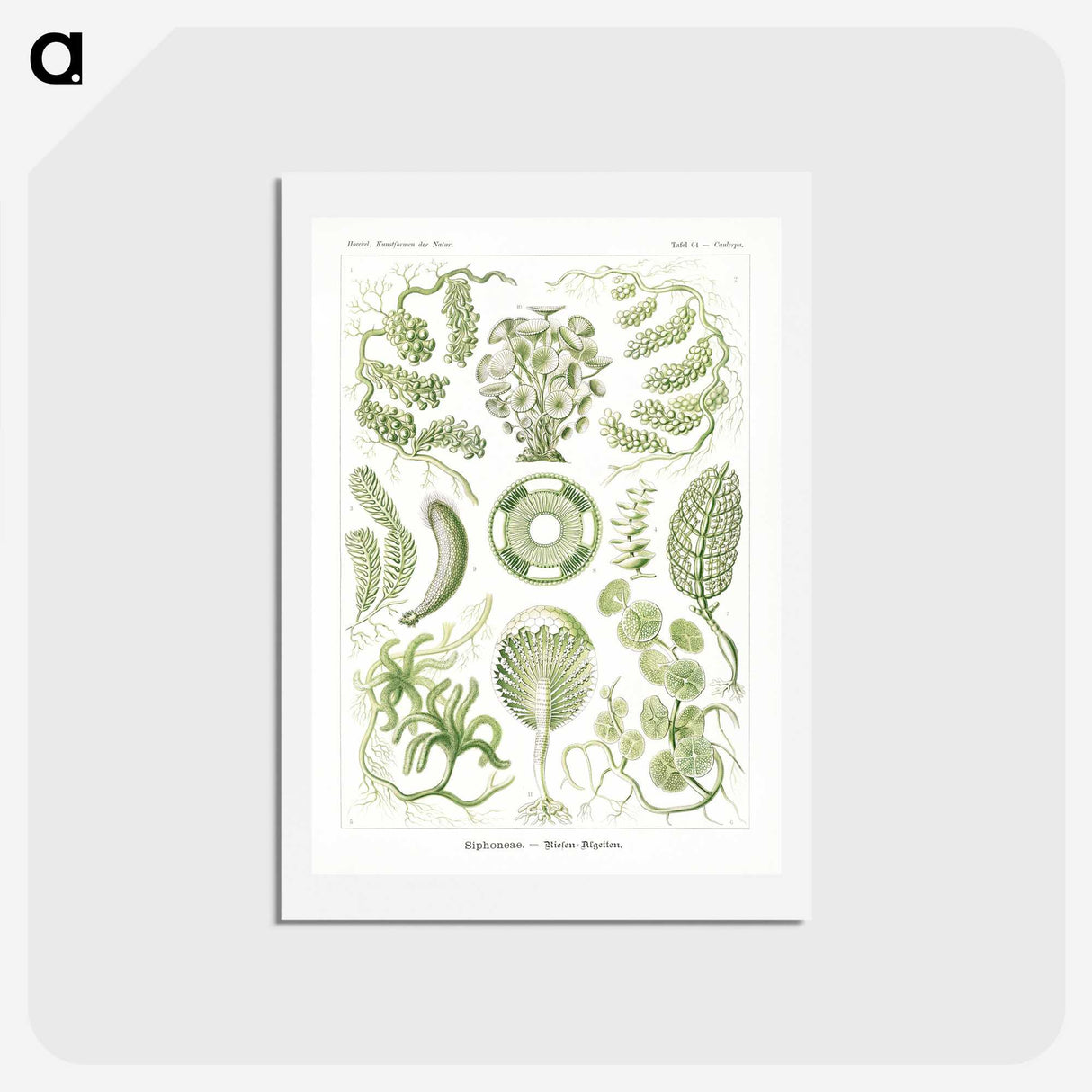 2-30_Ernst-Haeckel_hagaki