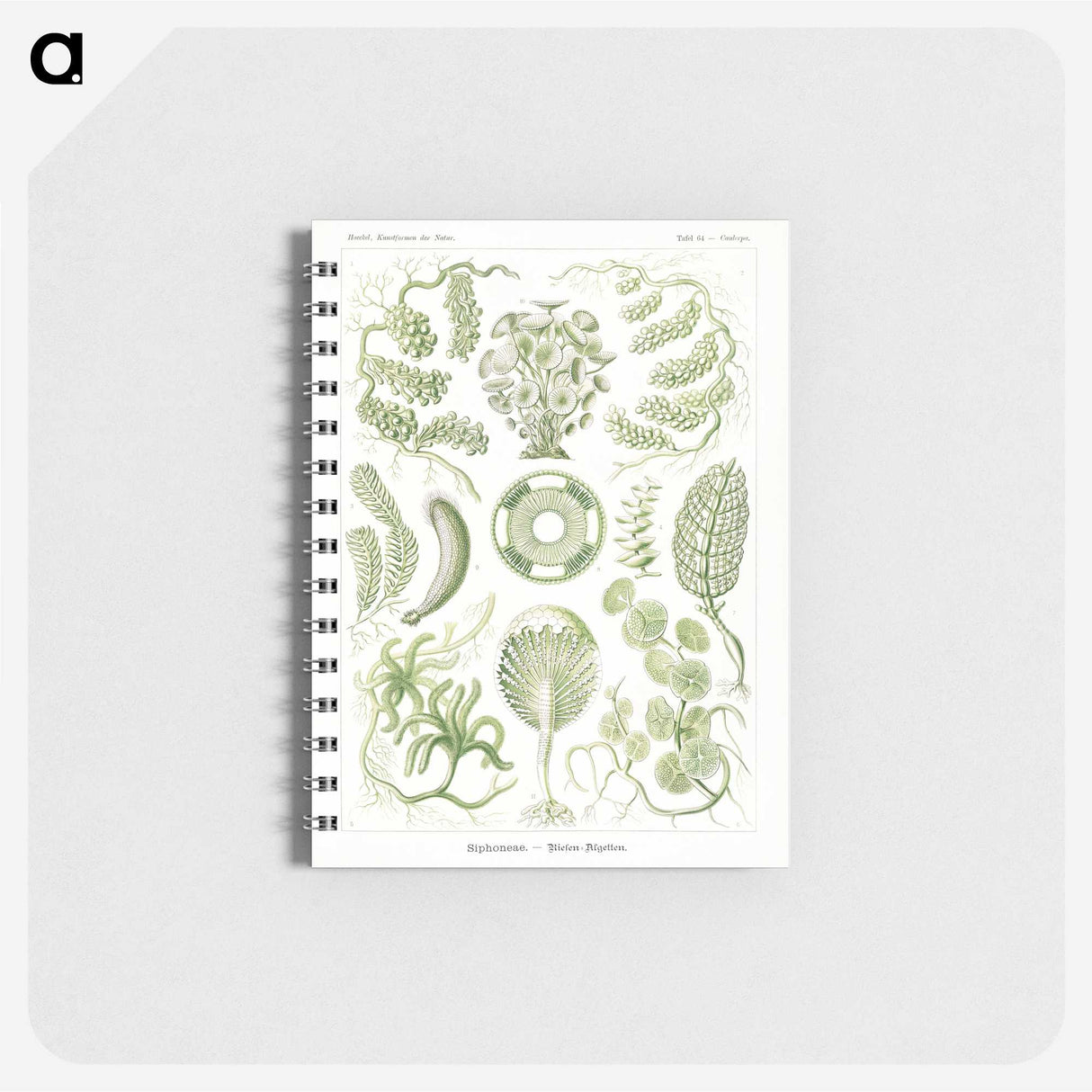 2-30_Ernst-Haeckel_memo