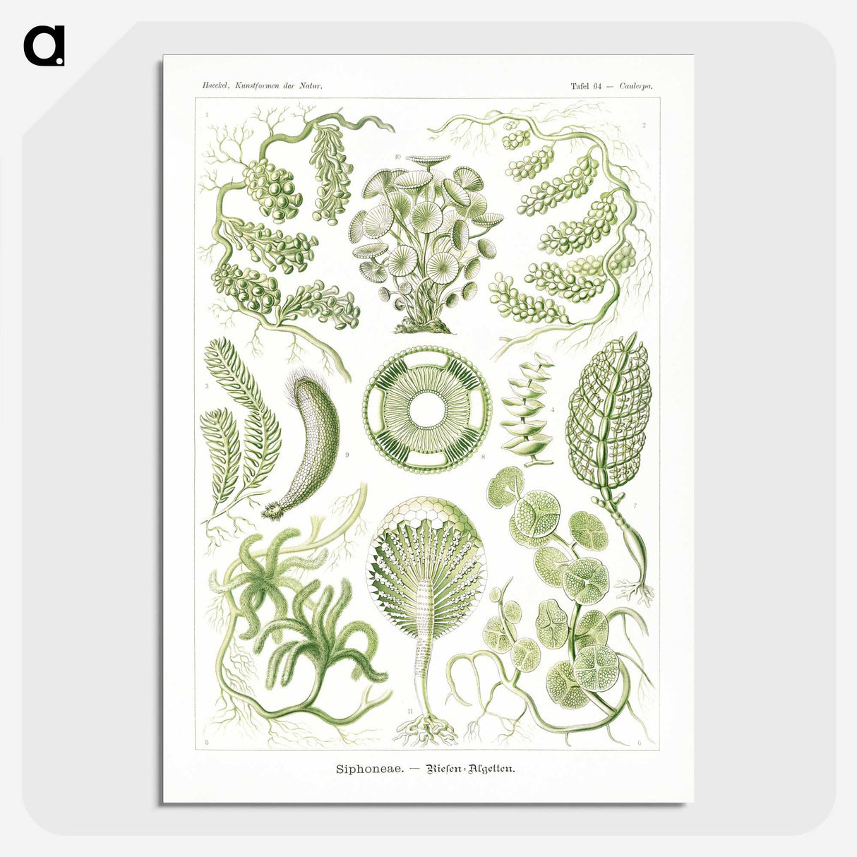 2-30_Ernst-Haeckel_picture-crop